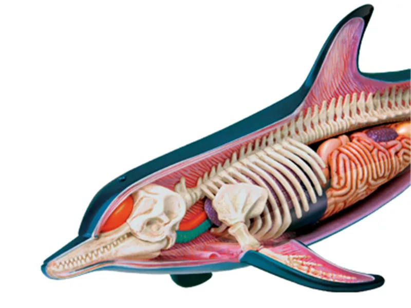 Модель скелета 4d Dolphin Animal Anatomy медицинская учебная помощь лабораторное учебное