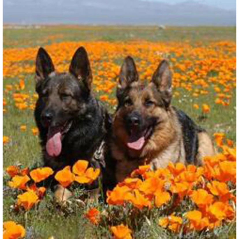 Алмазная живопись 5D сделай сам квадратная/круглая алмазная животное цветок