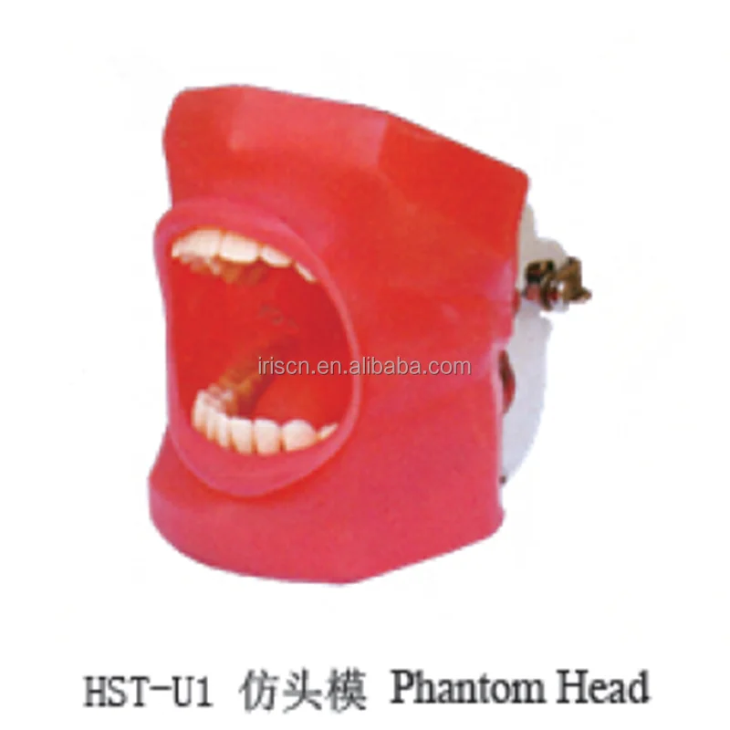

China Factory Price Phantom Head For Teeth Teaching
