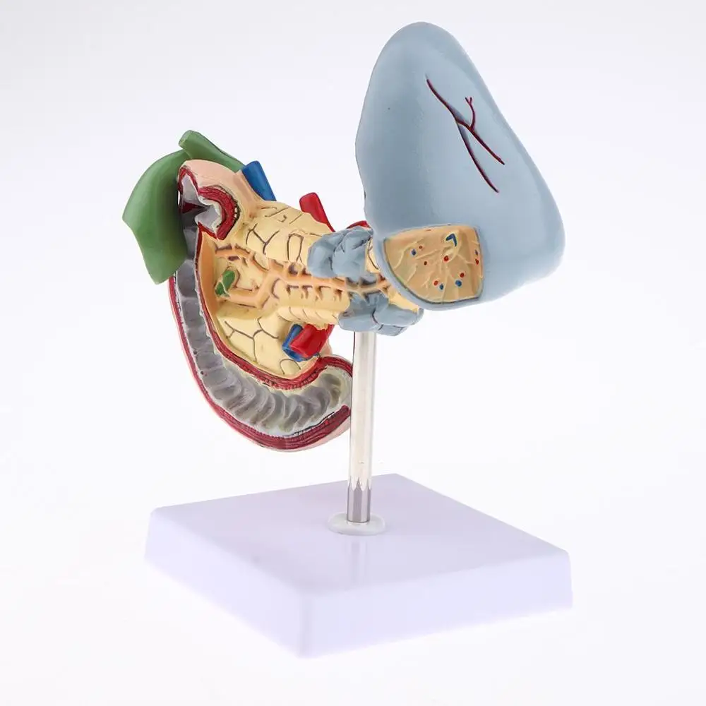 Анатомическая поджелудочная кожа модель человека с 12-перцатиперстной кистью