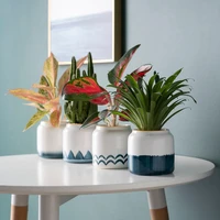 creative abstract art hand painted flowerpot ceramic crafts flower pot indoor succulent plant vase balcony decor