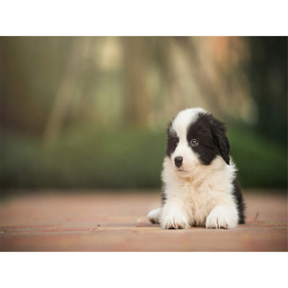 

Набор для вышивки «такса», 11 карат