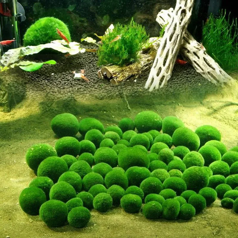 Мох Marimo шар аквариумный завод красивый зеленый 4 5 см Товары для домашних животных
