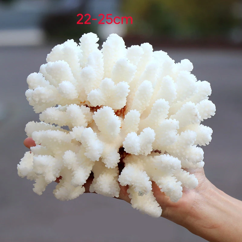 

AQUAMATIC REAL CORAL DECOR SEABED STONE OCEAN FISH TANK AQUARIUM DECORATION PHOTOGRAPHY CALCIUM PIECES REAL SEA CORAL WHITE