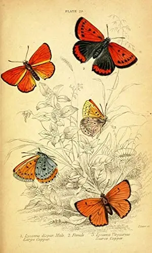 

Butterfly Metal Tin Sign Retro Flower Animal Metal Tin Sign Wall Hanging Art Antique Tray Plaque Garden House Sign 8 X 12inch