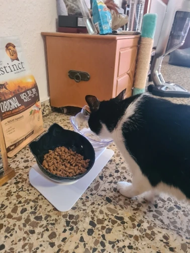 Кормушки для собак миска кормления кошек нескользящая двойная домашних животных