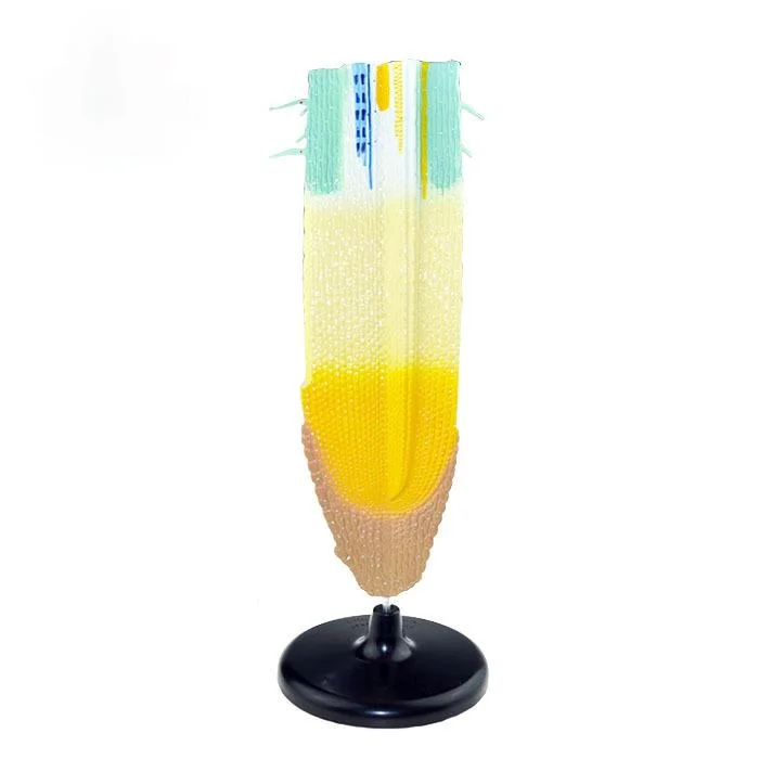 Корневая система растений анатомическая модель корневого профиля