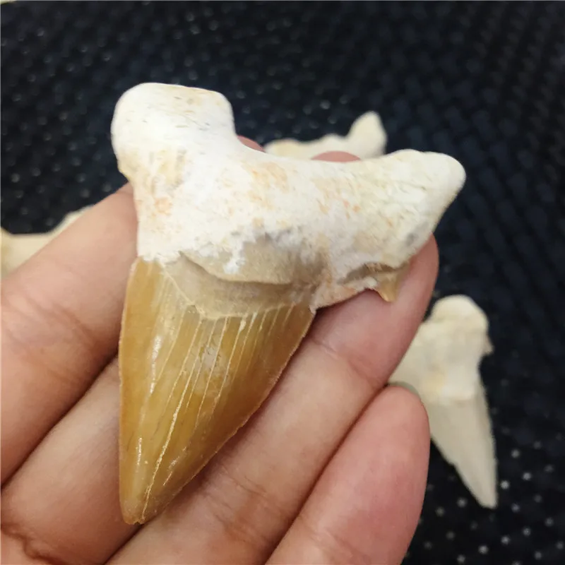 1 шт. натуральный ископаемого большой акулы подвеска зуб ископаемых образцы