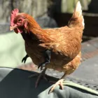 Курица рука игрушка подарок-розыгрыш курица опоры для рук курица Forelimb украшение-обманка для домашних животных в стиле Вечерние Для сельскохозяйственных животных