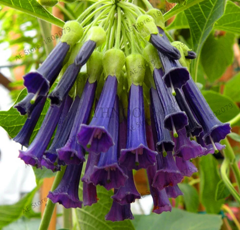 4 Свежий 100 шт редкий Datura бонсай бругмансия Suaveolens фламенко Красивая Мандала Цветок садовый многолетник Горшечное растение - Цвет: 4
