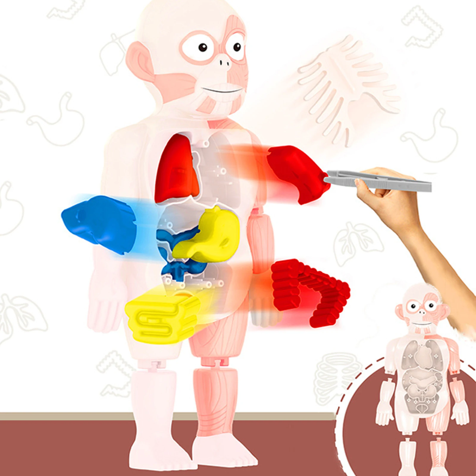 

Головоломка Монтессори 3d, игрушка для анатомии человеческого тела, обучающая сборная игрушка «сделай сам», наборы инструментов для обучени...