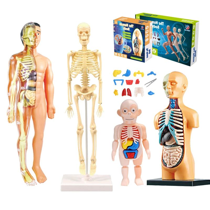 

Модель человеческого органа, Детская сборная 3D-головоломка «сделай сам», человеческое тело, раннее изучение науки, Детский обучающий инструмент Монтессори для детей
