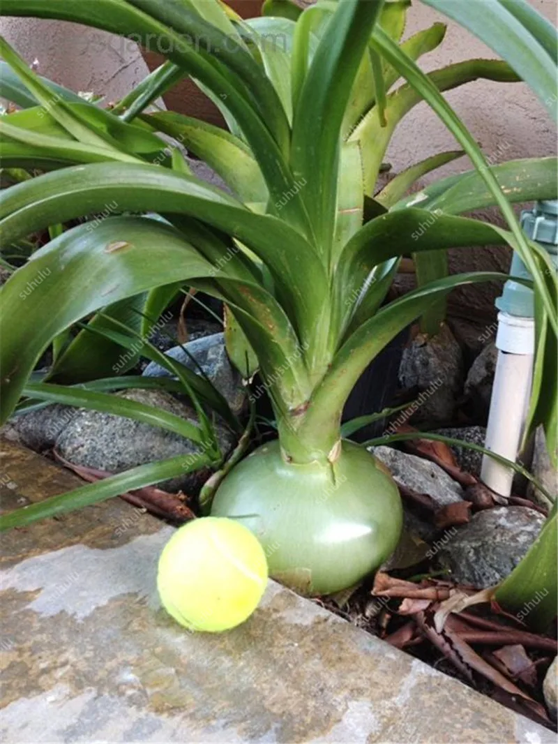 100 шт Искусственный Лук|Цветочные горшки и кадки| |