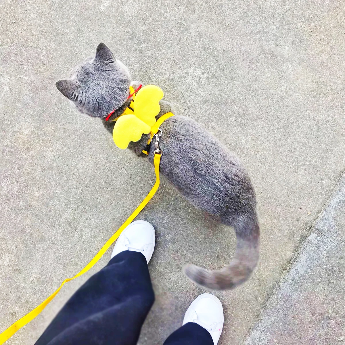 Красивый цветной ошейник для кошек милая Новинка Рождественский