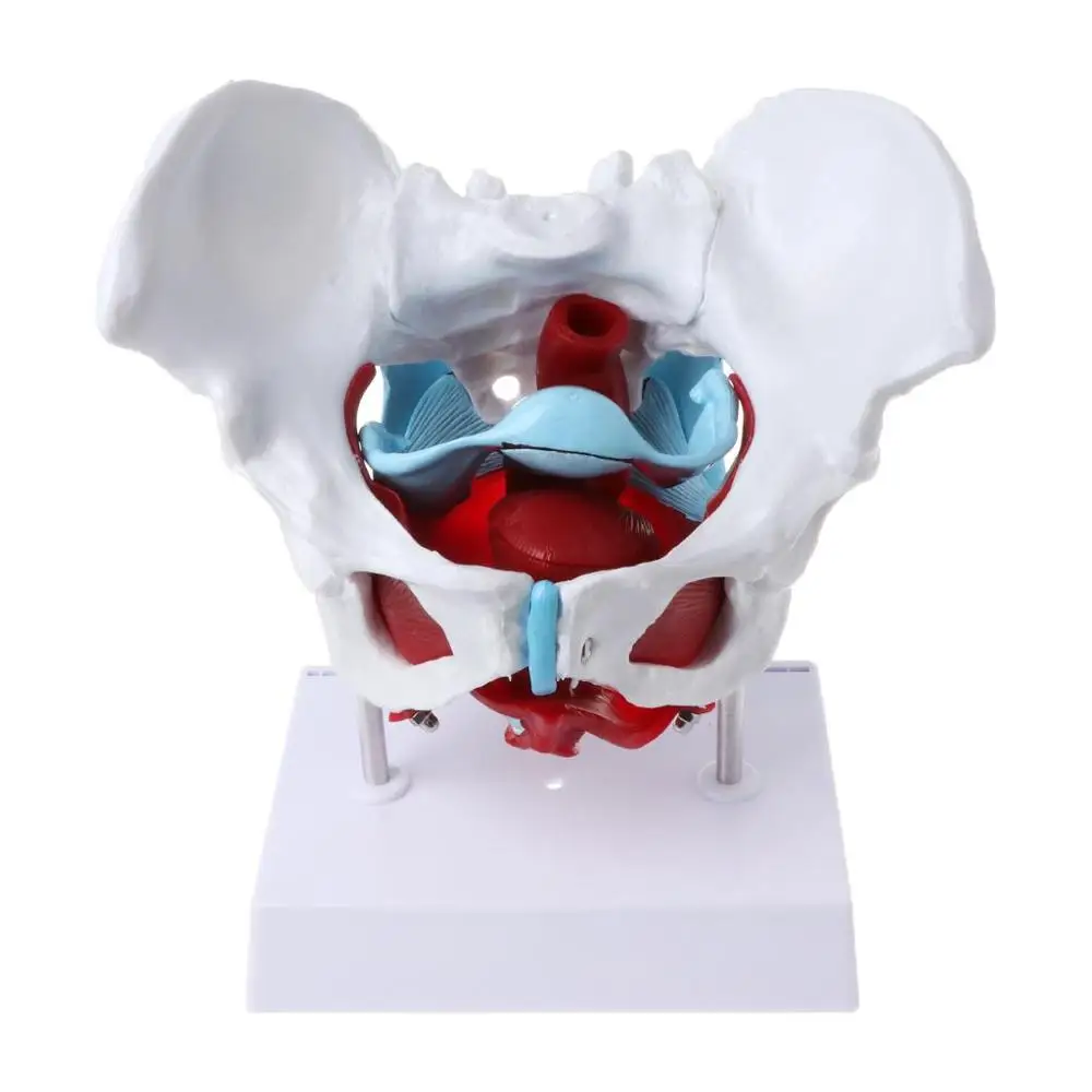 Removable Female Pelvis Skeleton  Floor Muscles Model Uterus Ovary Muscle Organs ModelTeaching Resources Medical Supplies