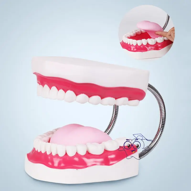 

40JC Dental Brushing Model with Tongue and Giant Denture Teaching Study Brushing Tooth Model Tools