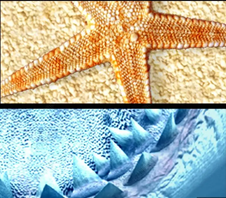 

3 d pvc flooring custom photo vinyl wallpaper Self-adhesive floor Undersea Deep Shark Dolphin decor room wallpaper for walls 3 d