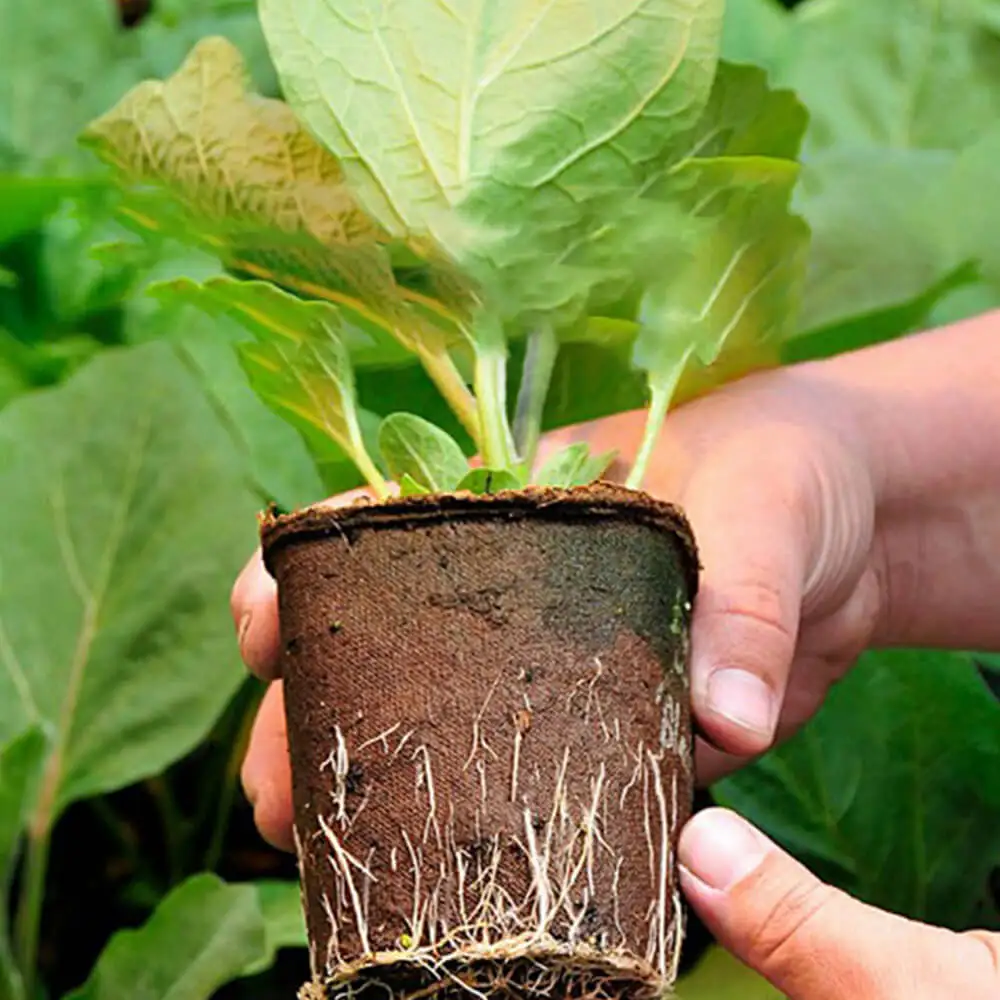 50 шт. Биоразлагаемые горшки для выращивания растений | Дом и сад