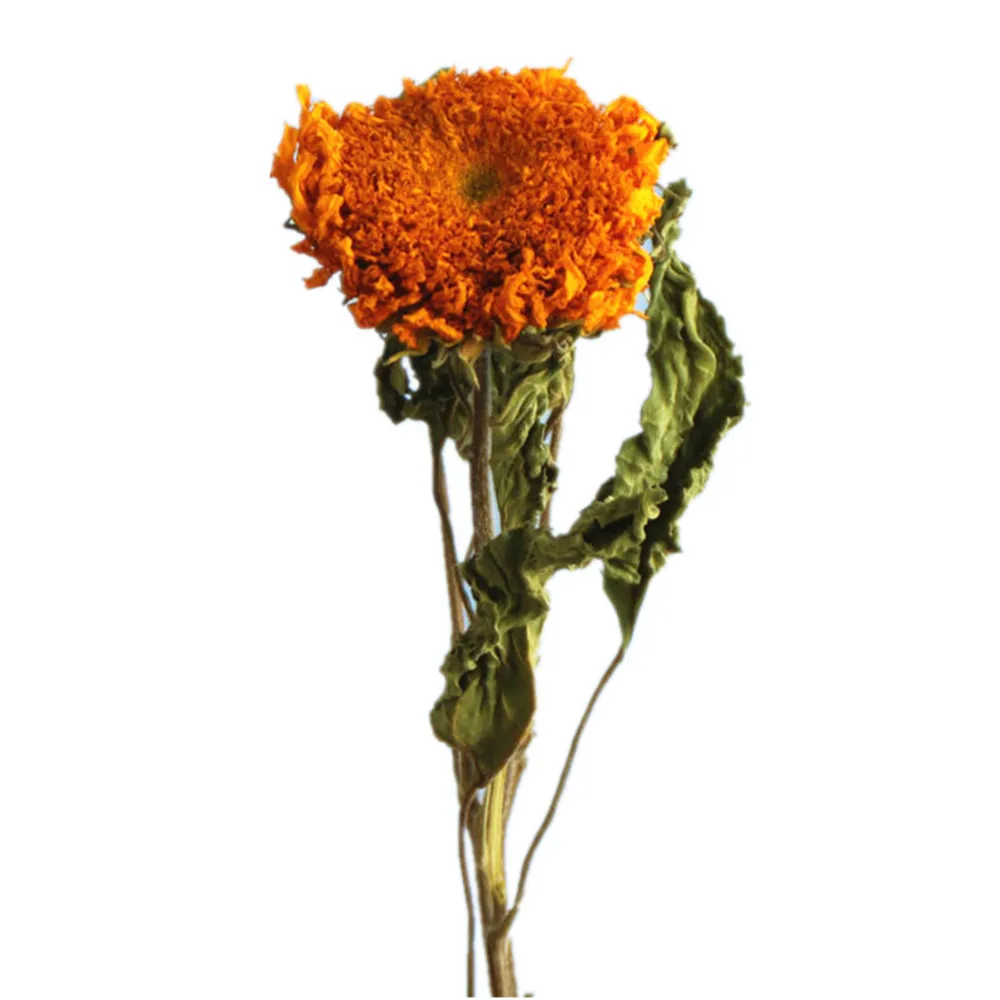 

3pcs Dried real teddy sunflowers home wedding decor flowers natural original dried flowers
