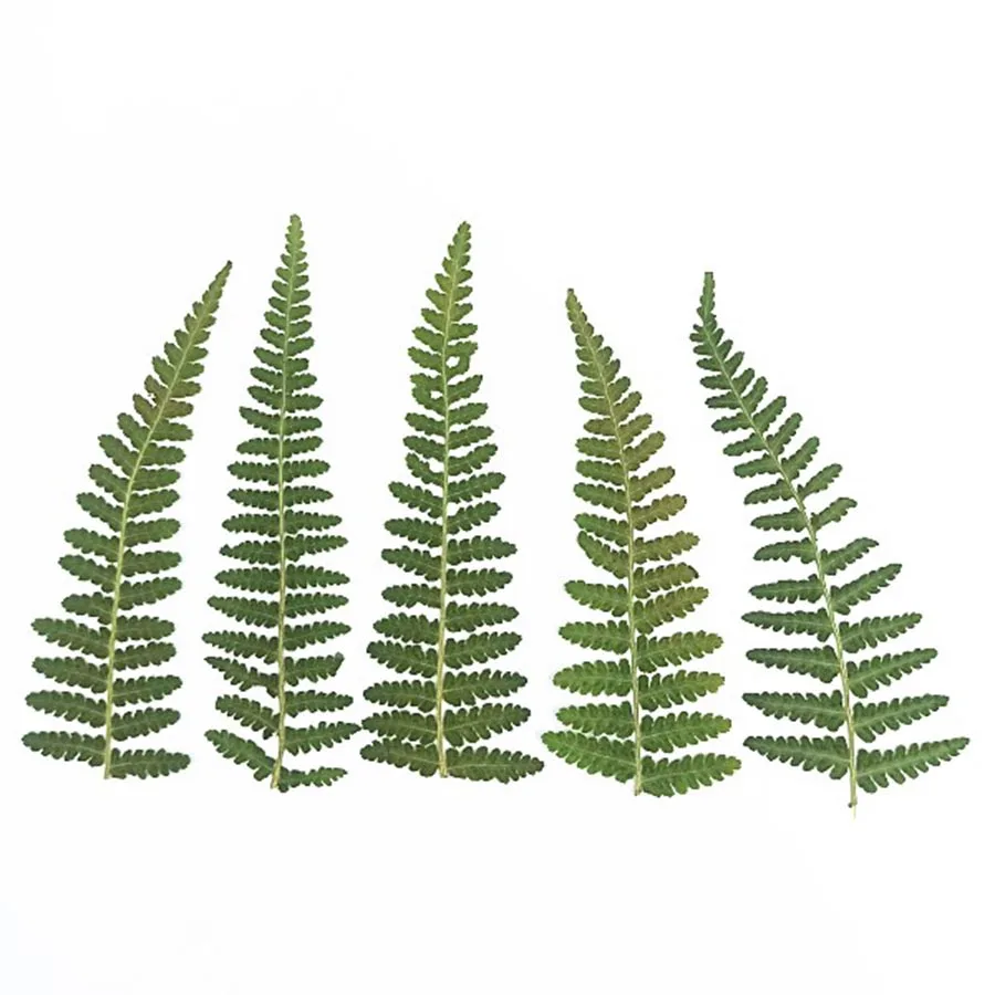 

60pcs Pressed Dried Natural Bean Leaves Plant Herbarium For Jewelry Jewelry Bookmark Phone Case Postcard Invitation Card DIY