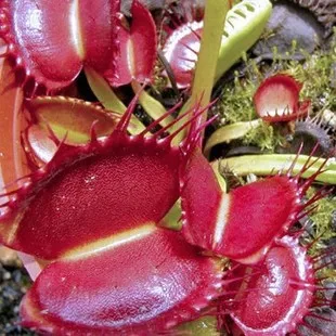 Semillas De Flores предложение разбитый балкон 100 шт./упак. Гигантский Клип мухоловка бонсай насекомоядные растения венерина мухоловка