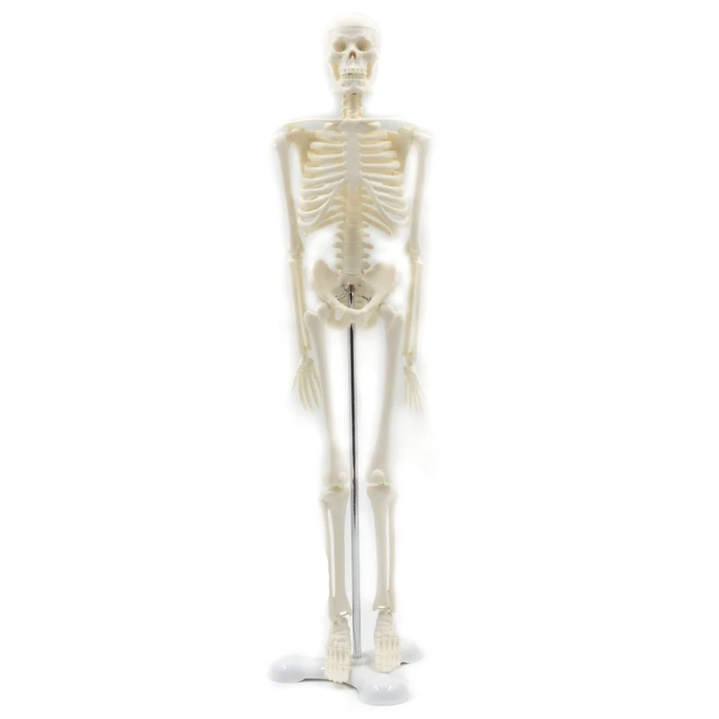 

45CM Human Anatomical Anatomy Skeleton Model Poster Learn Aid Anatomy Human Skeletal Model
