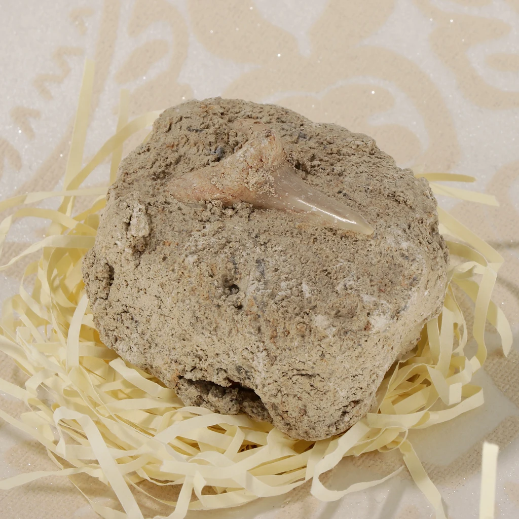 Коллекция минералов Rock образец Зубов Акулы развивающая научная игрушка | Игрушки