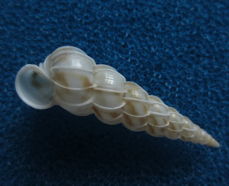 

3.25 cm Golden Spotted Conch Shell Rare Conch Collection Home Decoration