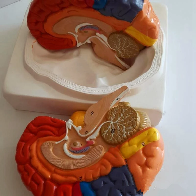 

210Mmx180Mmx180Mm Pvc Brain Model,Brain Function Area Model,Human Brain Anatomical Mode for School