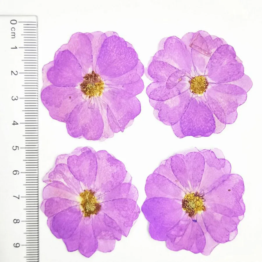 

60pcs Pressed Dried Dyed Rosa Chinensis Flower Plant Herbarium For Jewelry Bookmark Postcard Phone Case Invitation Card DIY