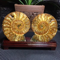 1set natural ammonite nautilus madagaska fossil spicemen energy reiki stones room home office aquarium decoration accessories