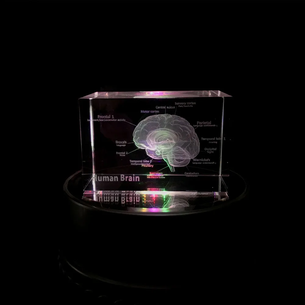 3D анатомическая модель человеческого мозга Кристалл текст комментарий Школа