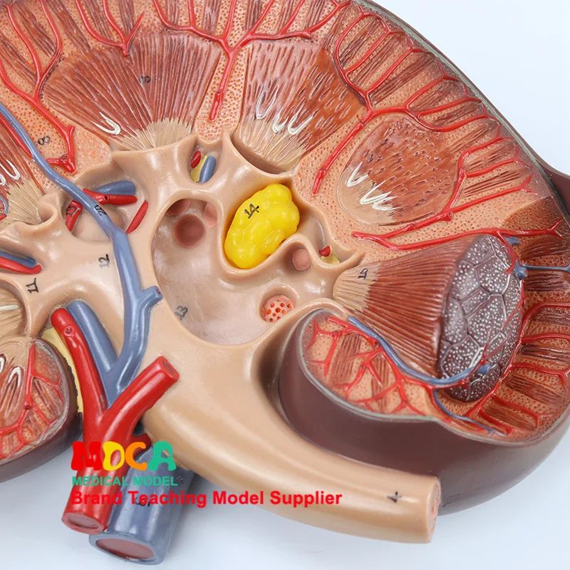 3X человек kidne надпочечная железа анатомическая модель урологический Отдел почки