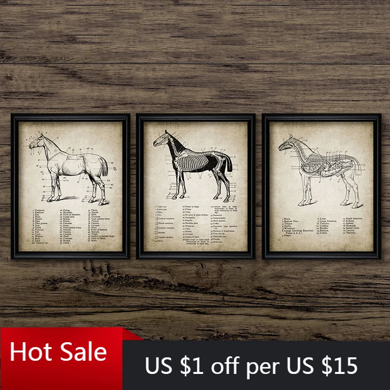 Винтажные плакаты по анатомии лошади Картина на холсте с изображением домашний