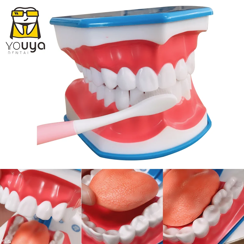 Standard Dental Teaching Model Study On The Structure Of Oral Teeth Dentist Educational Demonstration Tool For Brushing Teeth