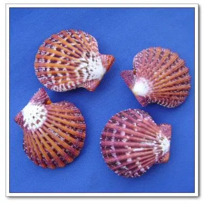 

Oil Painting Scallops Seashells Conchs scallops home Decoration Photography Props Fish Tank Landscaping