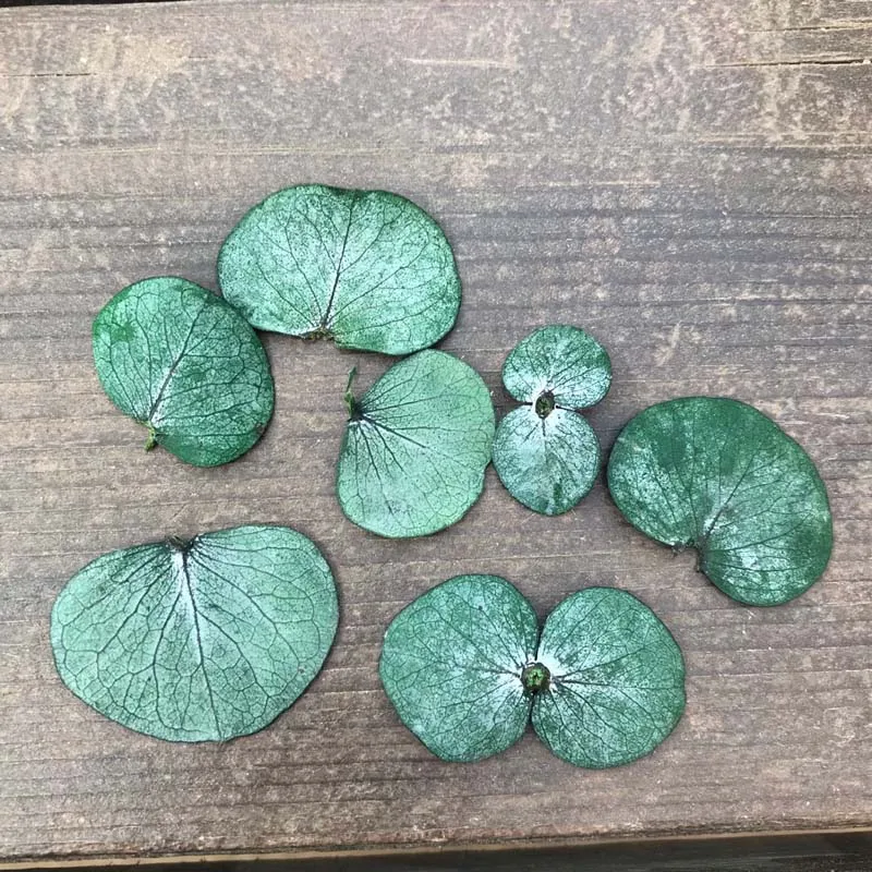 100 шт. настоящие сухие натуральные свежие сохраненные листья эвкалипта Вечные