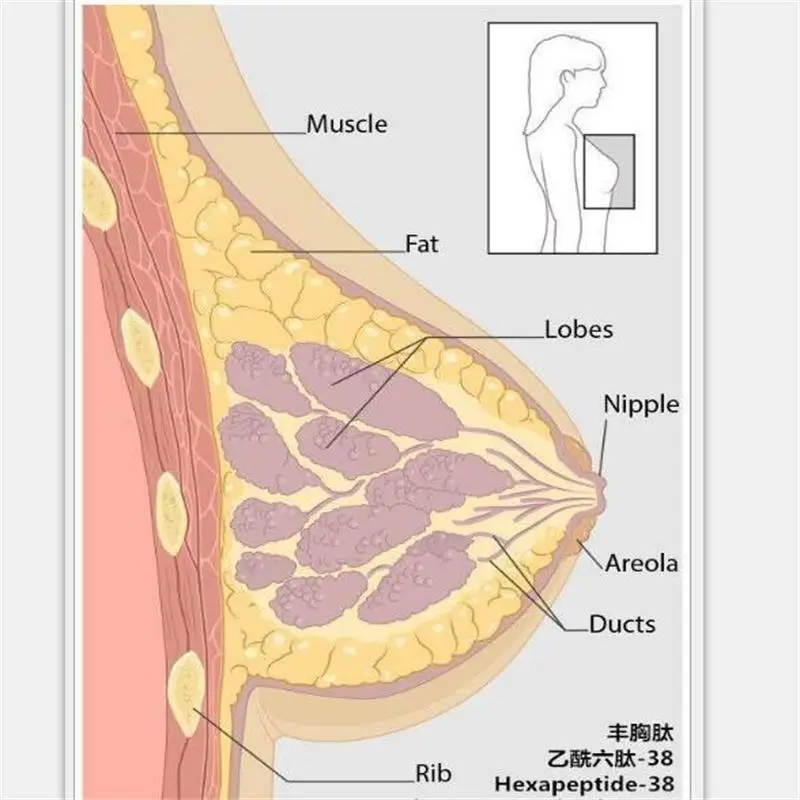 

50mg Cosmetic Grade Raw Material acetyl hexapeptide-38 Breast Enhancement Peptide Anti Aging Ageless 98%