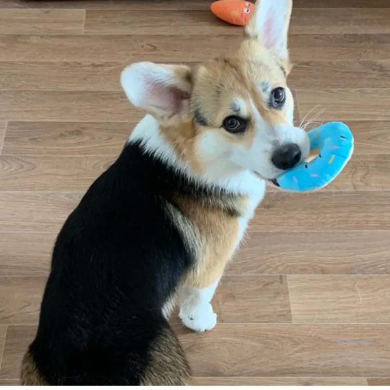 Мягкая собака пончики плюшевая игрушки для жевательная игрушка собак милый