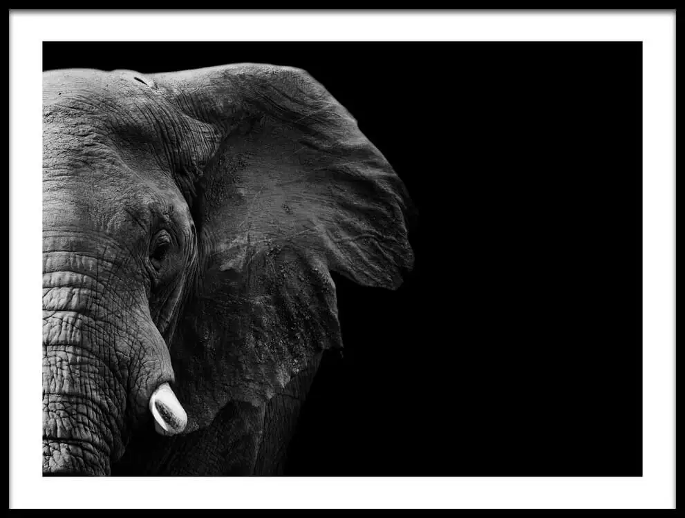 Картина слон черно белая
