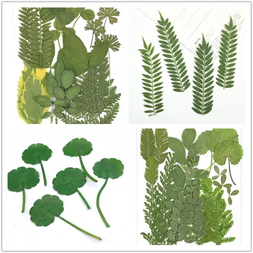 21 искусство природные прессованные листья в смешанпосылка настоящее растение