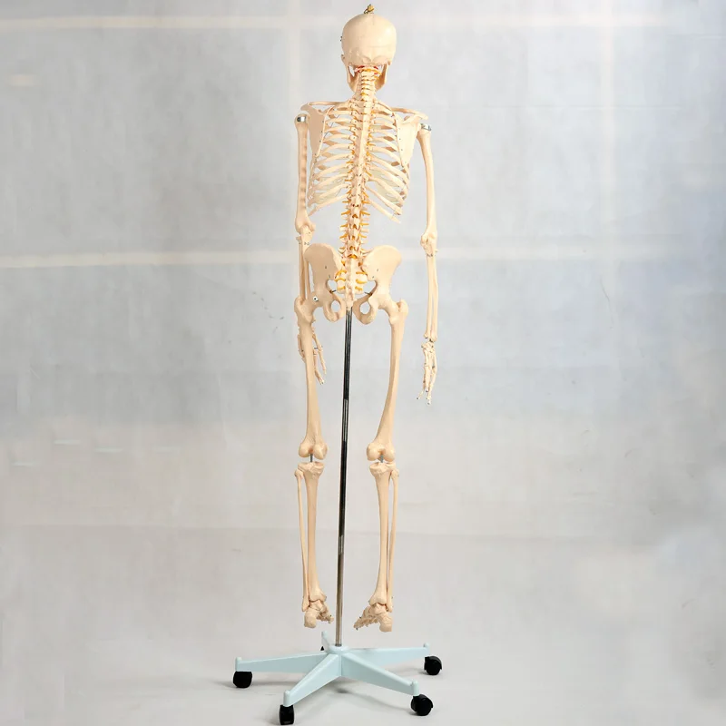 180 см Съемный скелет человека анатомический модель BIX A1001|human skeleton anatomical model|anatomical