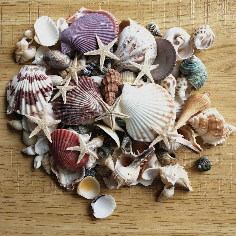 

100PCS Mixed Ocean Sea shells Wedding Decor Beach Theme Party, Seashells Home Decorations, Fish Tank, sea star