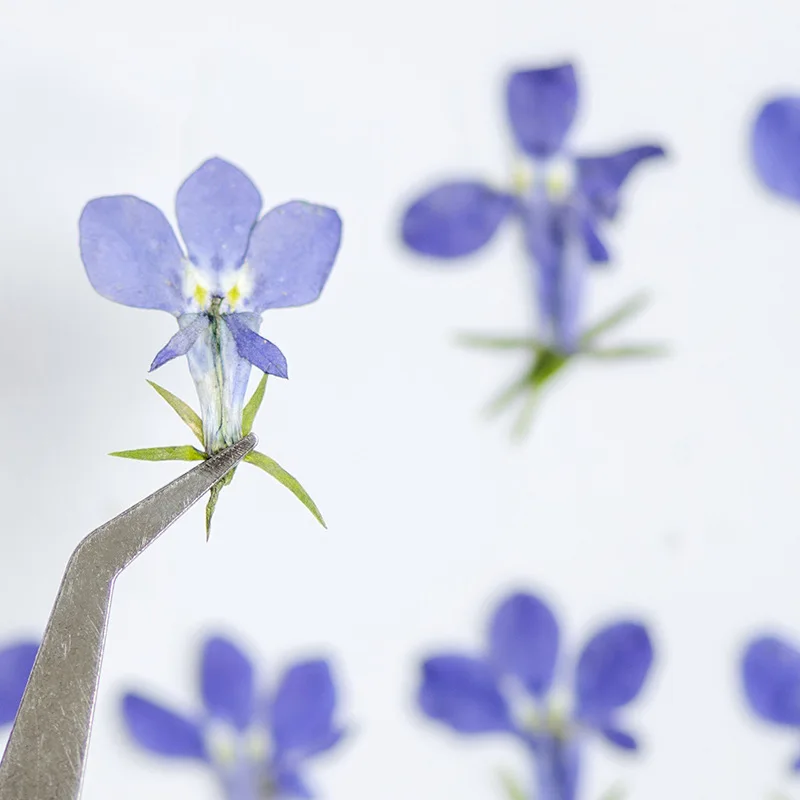 

60pcs Pressed Dried Lobelia erinus Flower Plant Herbarium For Nail Art Face Jewelry Case Bookmark Invatation Card DIY Making