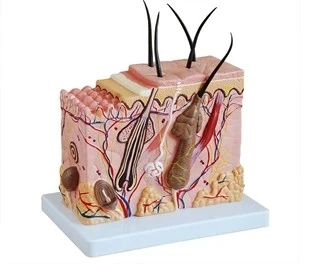 70X human shin structure anatomical model free shipping