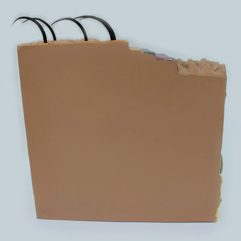 Модель кожи 35x структура и волос увеличивающая модель анатомическая Анатомия для