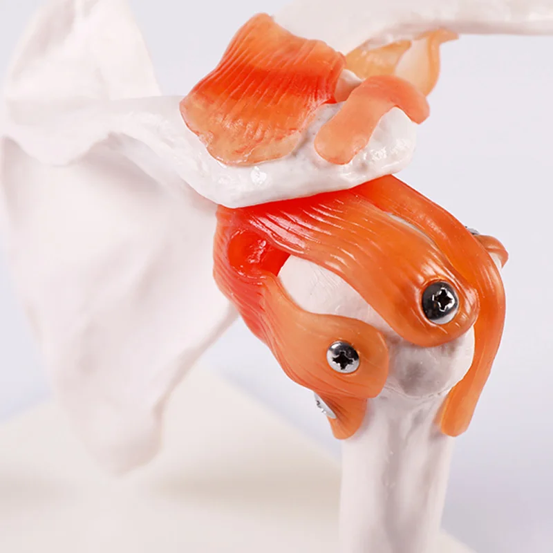 Срок службы Размеры плечевого сустава модель с связями симулятор студент медик