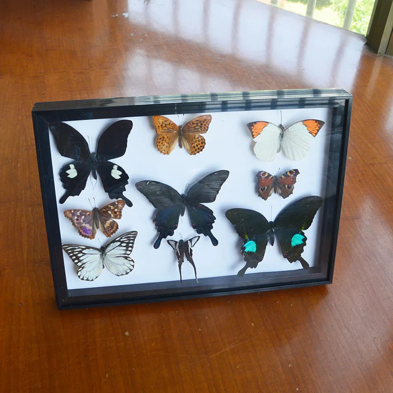 

1 комплект = 9 шт./набор, привлекательные бабочка Реальный образец образования Материал коллекции/Бабочка образца работа Материал Декор