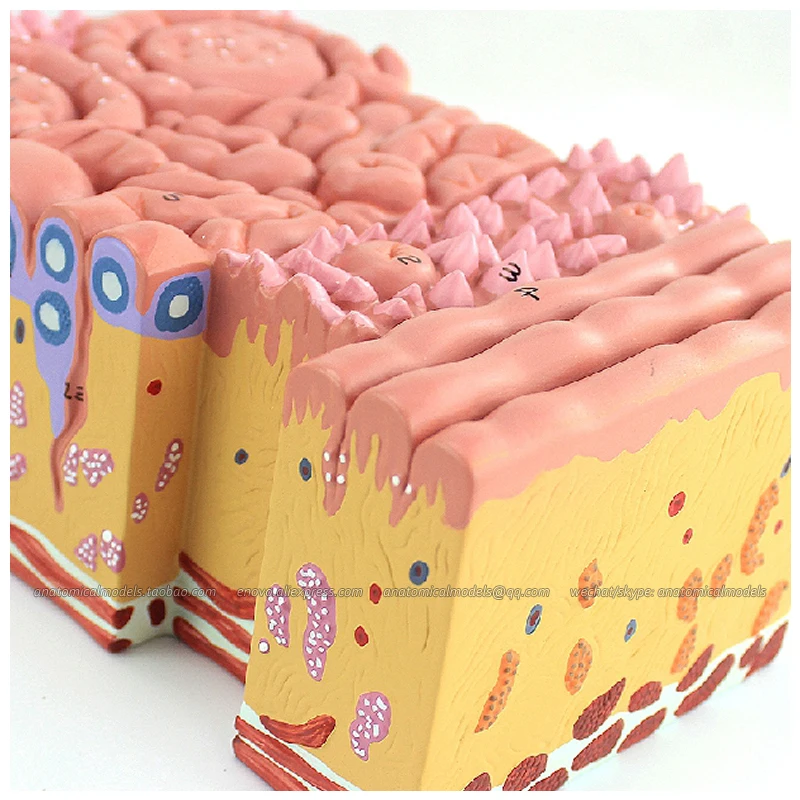 

12532 / Medical Anatomy Magnified Human Tongue Model, Medical Science Educational Teaching Anatomical Models