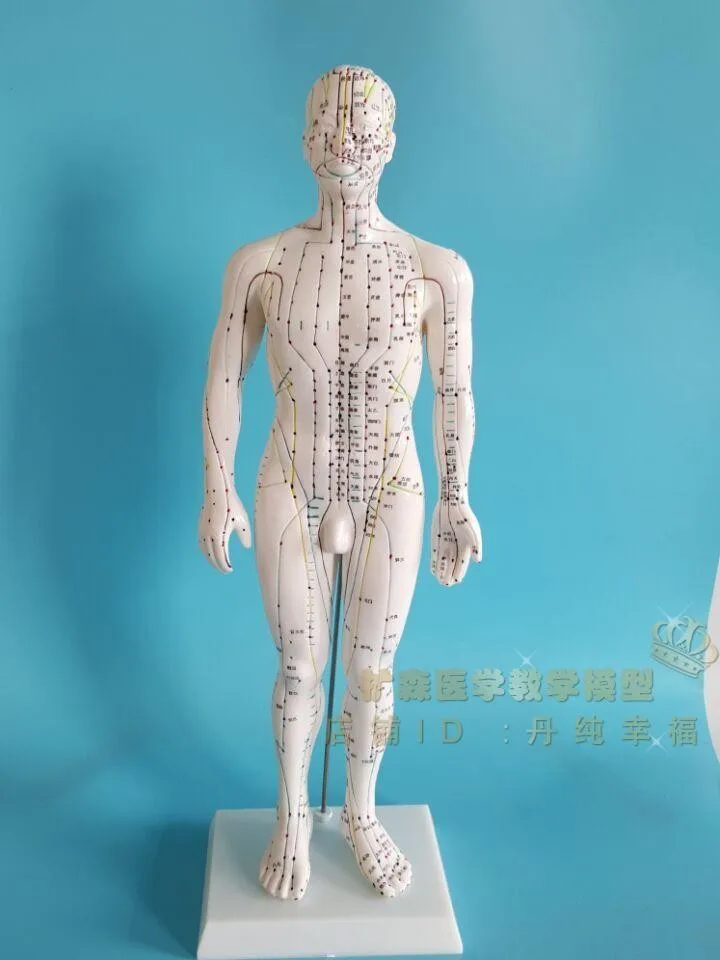 

Body meridians Acupuncture Model Meridian points Acupuncture Model 50cm free shipping